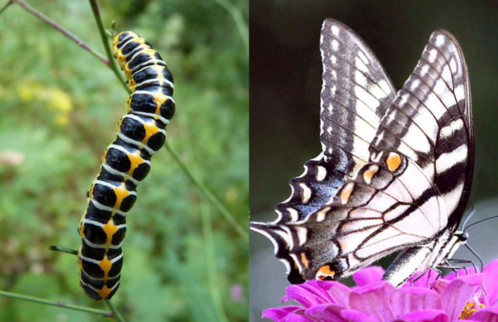 PMCp Begegnung Erfahrung Entwicklung